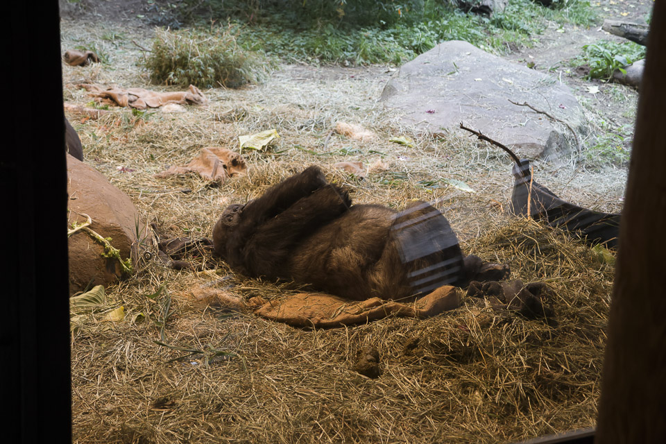 Woodland Park Zoo — photo 13